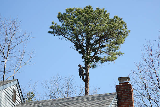  Colorado City, TX Tree Care Pros